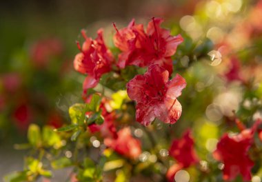 Yapraklarında su damlaları olan kırmızı çiçeklerin ayrıntıları