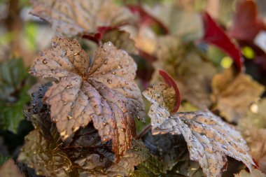 Kırmızı yapraklı ve küçük su damlalı Heuchera micrantha 'nın ayrıntıları