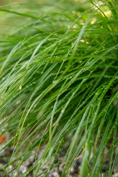 葉に水が滴る長い緑の草の詳細 — ストック写真