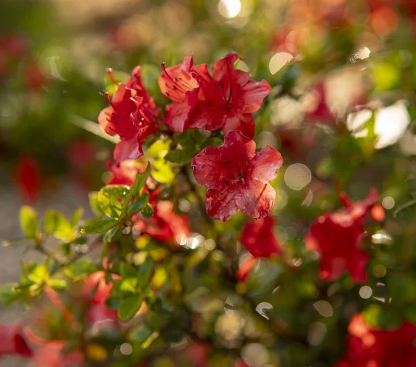 Деталь Червоних Квітів Краплями Води Листі — стокове фото