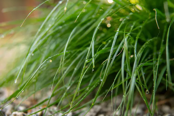 Detalj Långa Gröna Gräs Med Vattendroppar Bladen — Stockfoto
