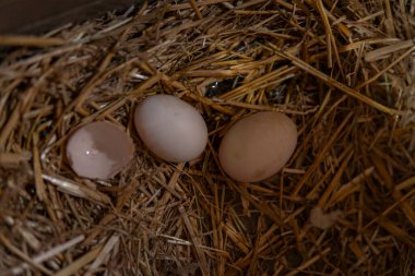 Bir tanesiyle birlikte üç yumurta bir tavuk yuvasında kırılır.