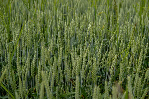 春シーズンの終わりに畑で栽培されている緑の小麦の詳細 — ストック写真