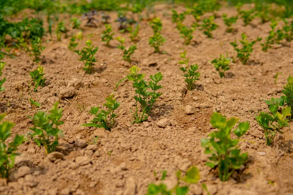 Parsley Growing Field Straight Rows — Stock Photo, Image