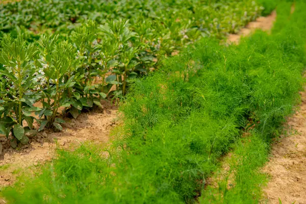 田里成排生长的茴香 — 图库照片