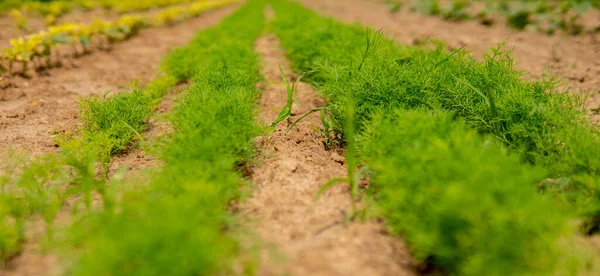 Fennel Growing Field Straight Rows — Stock Photo, Image