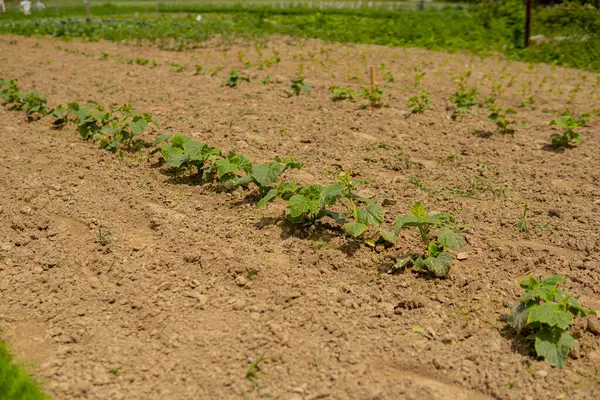 Salatalık Düz Sıra Halinde Tarlada Yetişiyor — Stok fotoğraf