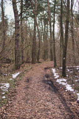 Polonya 'daki milli parktaki boş ormandan geçen kara yolu.