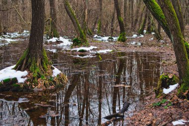 Kış mevsiminde Polonya 'daki Poleski Ulusal Parkı' nda Alder Carr