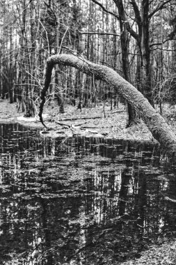 Kış mevsiminde ağaçlık arazide yosunla kaplanmış yaşlı bir ağaç.