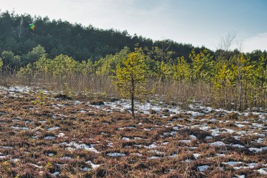 Polonya 'nın Polesie bölgesinde kış mevsiminde yüzen minder üzerinde büyüyen küçük çam ağaçları