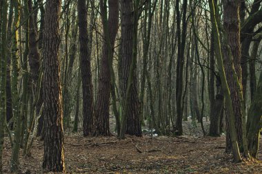 Kış mevsiminin başlarında güneşli bir günde ılıman orman