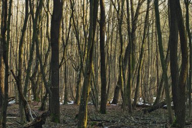 Kış mevsiminin başlarında güneşli bir günde ılıman orman