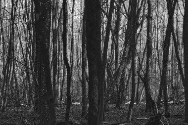 Kış mevsiminin başlarında güneşli bir günde ılıman orman