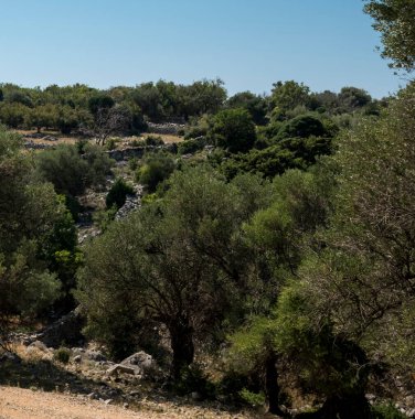 Yazın güneşli bir günde Hırvatistan 'da eski zeytin ağaçlarıyla doğal manzara