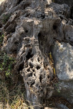 Akdeniz bölgesindeki eski bir zeytin ağacının kabuğuna yakın çekim