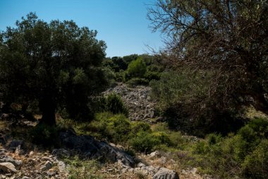Yazın güneşli bir günde Hırvatistan 'da eski zeytin ağaçlarıyla doğal manzara