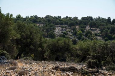 Yazın güneşli bir günde Hırvatistan 'da eski zeytin ağaçlarıyla doğal manzara