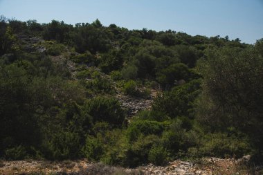 Yazın güneşli bir günde Hırvatistan 'da eski zeytin ağaçlarıyla doğal manzara