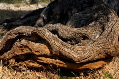 Akdeniz bölgesindeki eski bir zeytin ağacının kabuğuna yakın çekim