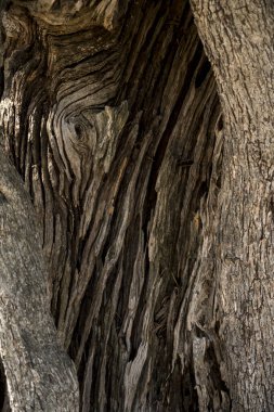 Akdeniz bölgesindeki eski bir zeytin ağacının kabuğuna yakın çekim
