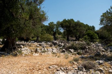 Yazın güneşli bir günde Hırvatistan 'da eski zeytin ağaçlarıyla doğal manzara