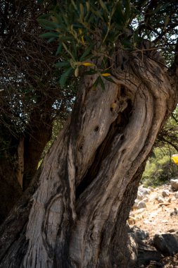Akdeniz bölgesindeki eski bir zeytin ağacının kabuğuna yakın çekim