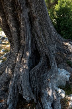 Akdeniz bölgesindeki eski bir zeytin ağacının kabuğuna yakın çekim