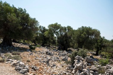 Yazın güneşli bir günde Hırvatistan 'da eski zeytin ağaçlarıyla doğal manzara
