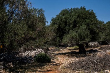 Yazın güneşli bir günde Hırvatistan 'da eski zeytin ağaçlarıyla doğal manzara