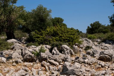 Yazın güneşli bir günde Hırvatistan 'da eski zeytin ağaçlarıyla doğal manzara