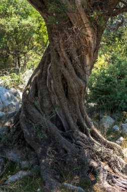 Akdeniz bölgesindeki eski bir zeytin ağacının kabuğuna yakın çekim