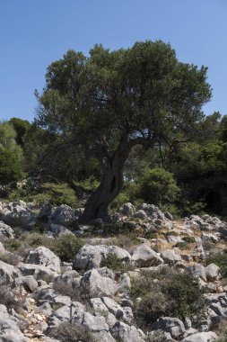 Yazın güneşli bir günde Hırvatistan 'da eski zeytin ağaçlarıyla doğal manzara