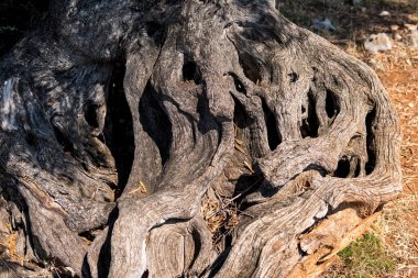 Akdeniz bölgesindeki eski bir zeytin ağacının kabuğuna yakın çekim