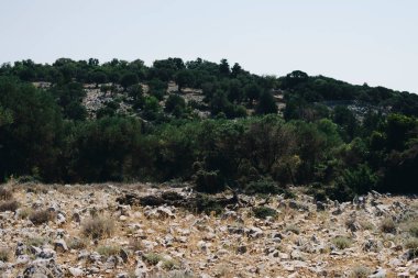 Yazın güneşli bir günde Hırvatistan 'da eski zeytin ağaçlarıyla doğal manzara