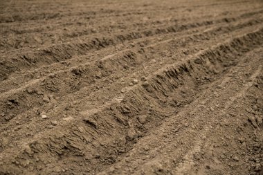 Bahar mevsiminin başında ekili tarlalar