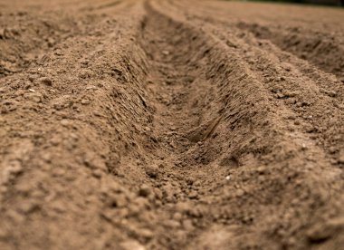 Bahar mevsiminin başında ekili tarlalar