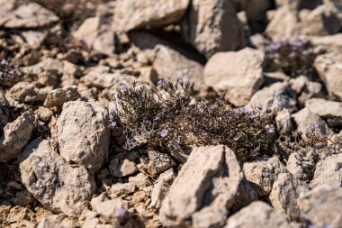 Hırvatistan 'da yaz mevsiminde kireçtaşı kayalarda büyüyen küçük bitkiler