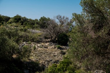 Yazın güneşli bir günde Hırvatistan 'da eski zeytin ağaçlarıyla doğal manzara