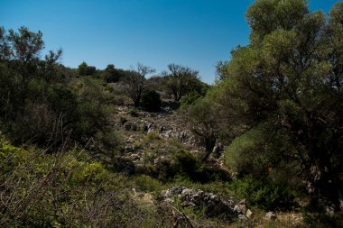 Yazın güneşli bir günde Hırvatistan 'da eski zeytin ağaçlarıyla doğal manzara
