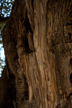 Akdeniz bölgesindeki eski bir zeytin ağacının kabuğuna yakın çekim