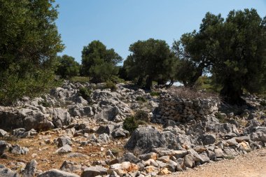 Yazın güneşli bir günde Hırvatistan 'da eski zeytin ağaçlarıyla doğal manzara