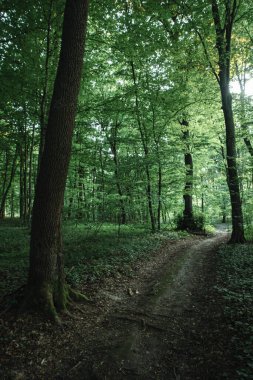 Ilıman bölgenin karanlık yaprak döken ormanında kara yol.