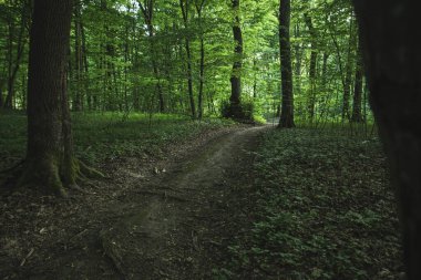 Ilıman bölgenin karanlık yaprak döken ormanında kara yol.