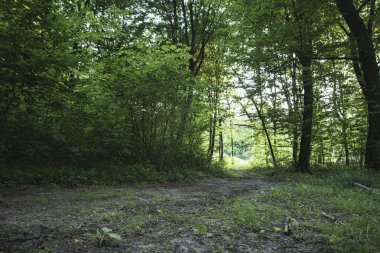 Ilıman bölgenin karanlık yaprak döken ormanında kara yol.