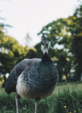 Çimlerin üzerinde duran dişi tavus kuşunun ayrıntıları