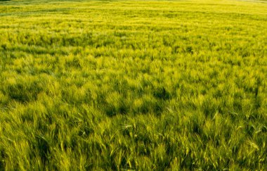 Yazın başında bir tarlada yetişen çavdar manzarası