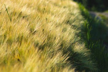Yazın başında bir tarlada yetişen çavdar manzarası