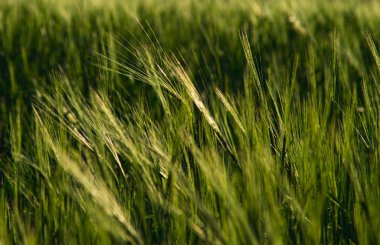 Yazın başında bir tarlada yetişen çavdar manzarası