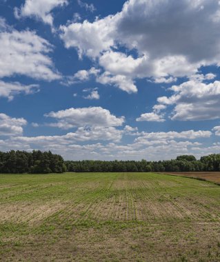 Bulutlu bir günde, ormanın önünde mavi gökyüzü ile kaplı bir tarla.
